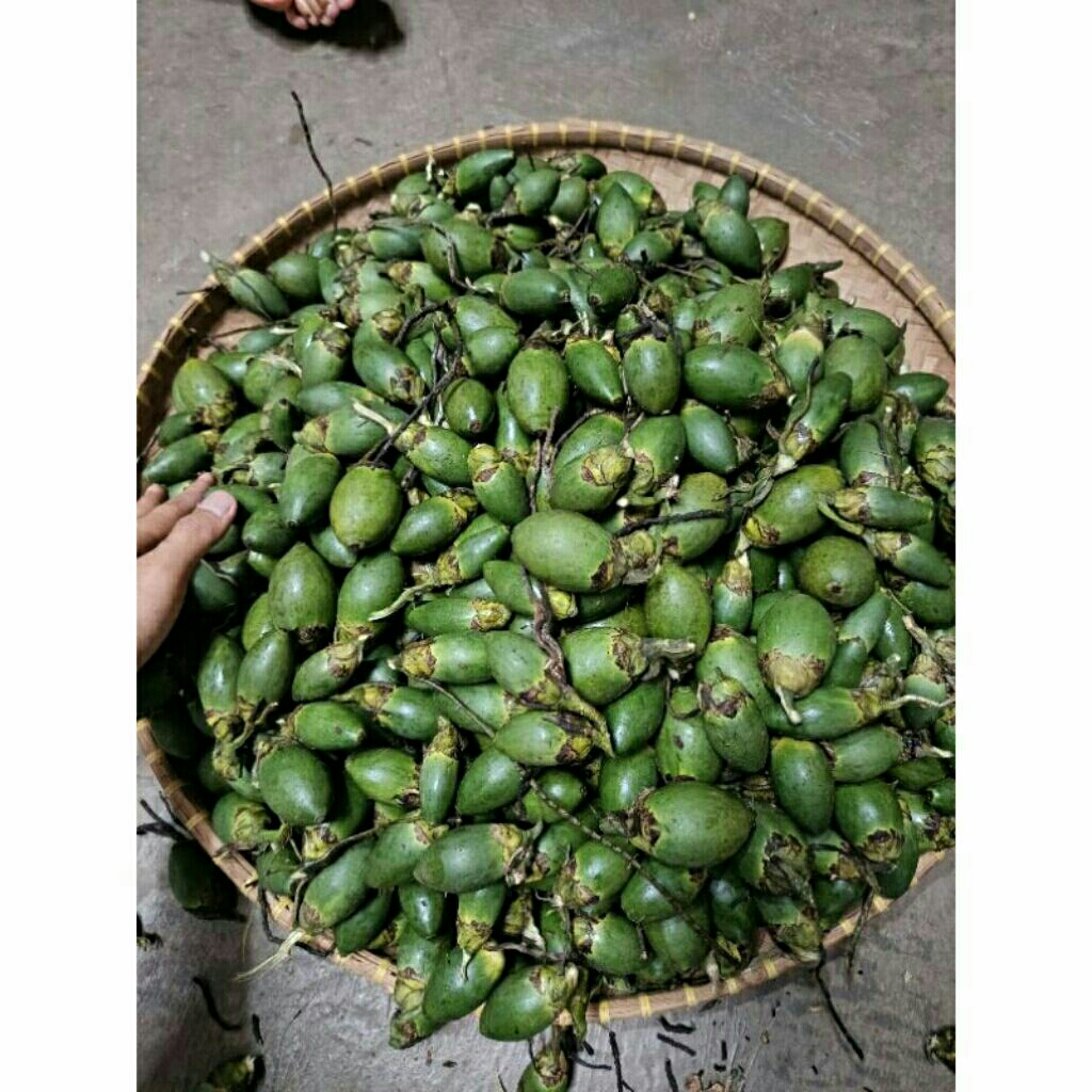 

buah pinang muda barang bagus berkualitas 500gr