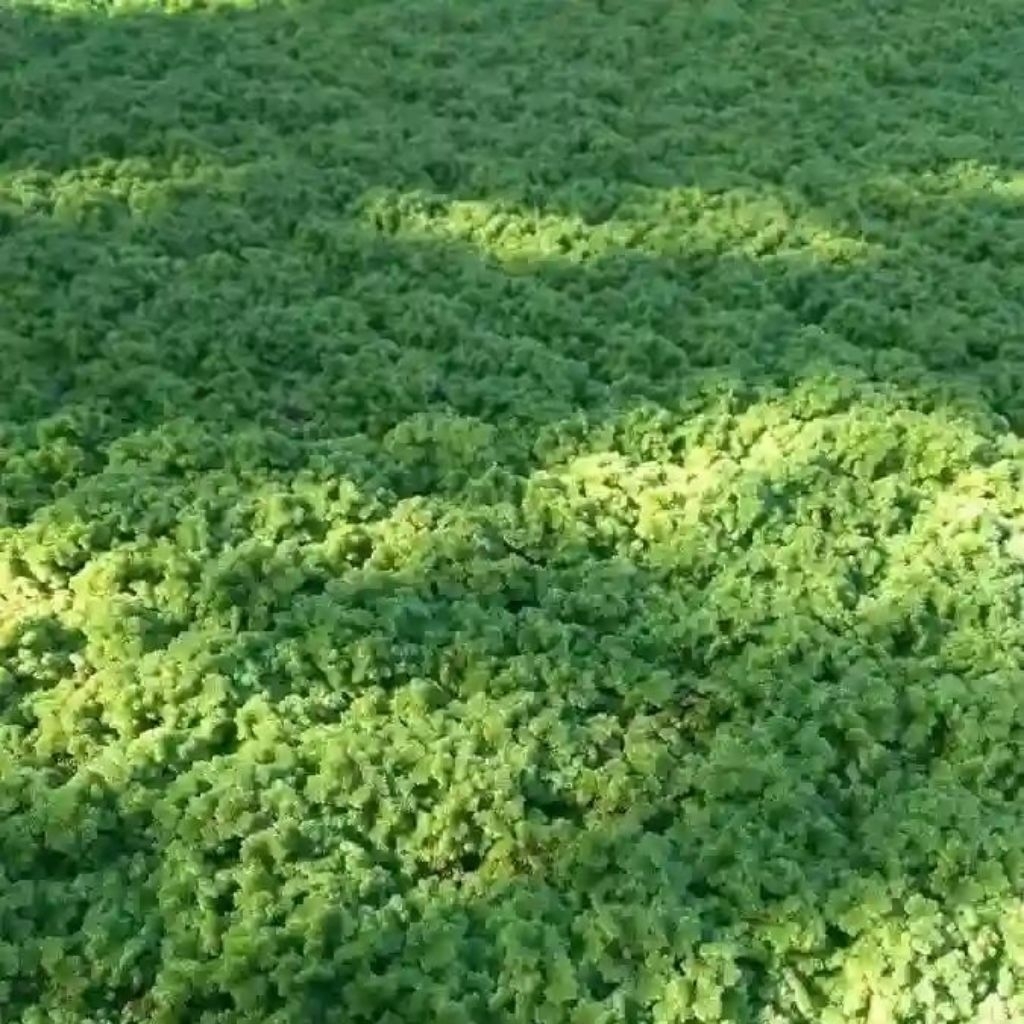 BIBIT AZOLLA SEGAR RIMBUN UNTUK PAKAN IKAN AYAM ENTOK ITIK