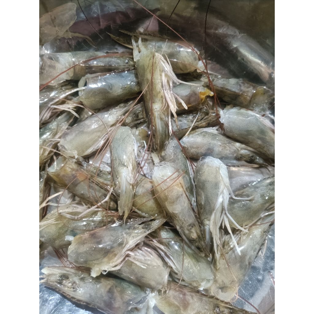 

kepala udang laut fresh beku buat kaldu 1 kg premiun