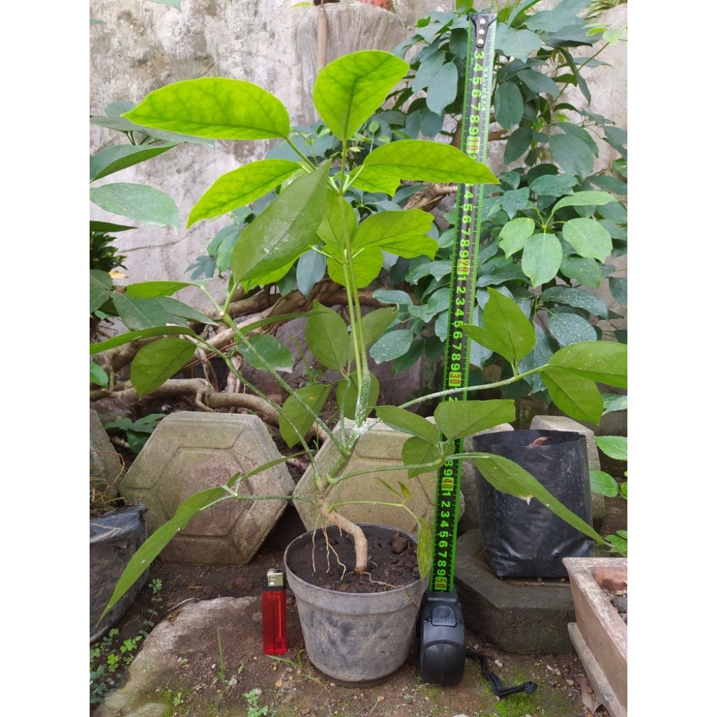 Tanaman Tlogosari atau Pohon Demit Bahan Bonsai Unik