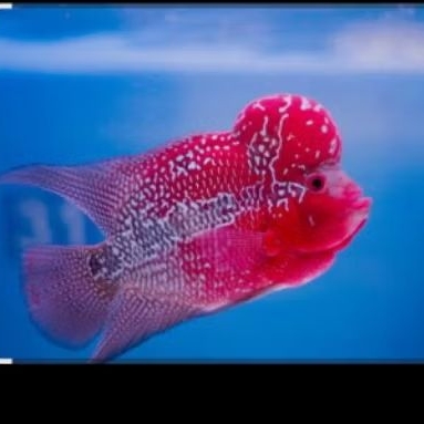 ikan louhan mata putih cencu×srd