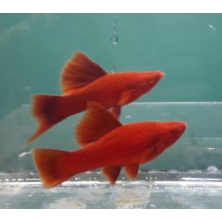 Ikan Hias Air Tawar Red Platy Bloodred