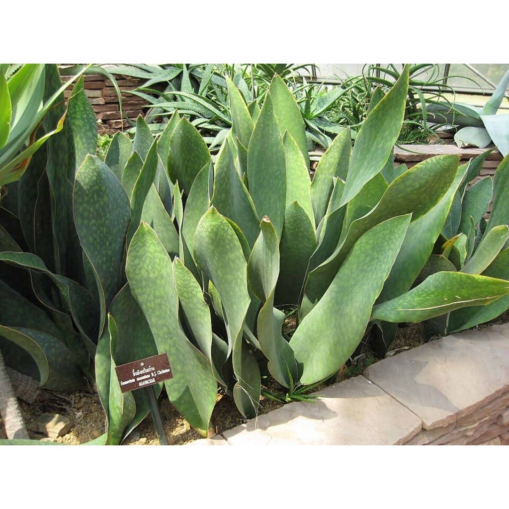 Sanseviera Masoniana Lidah Mertua Centong
