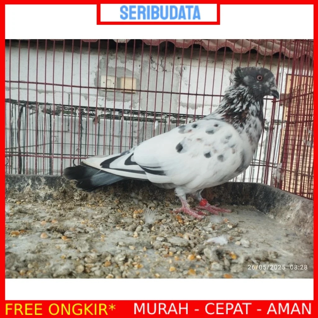 Burung merpati dara balap kolong hidup dewasa siap dijodohkan