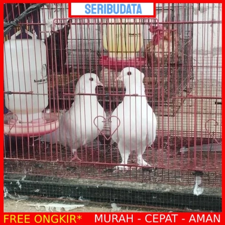 Merpati kipas murni putih polos hidup dewasa