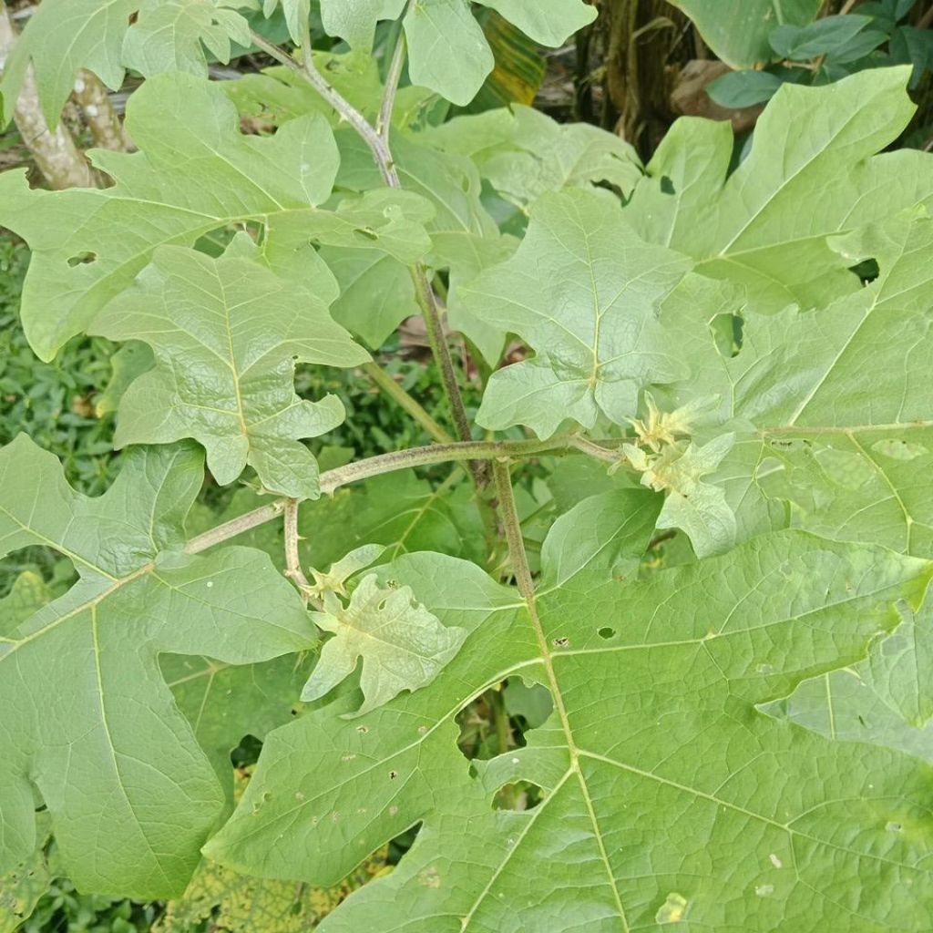 

Daun Takokak Atau Daun Tepokak Segar 100 Gram Dadakan