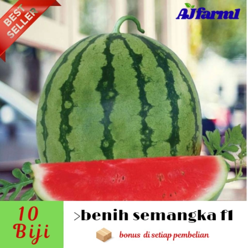 ( 15 biji± ) benih biji semangka f1 | semangka bundar besar | semangka made >bonus setiap pembeli