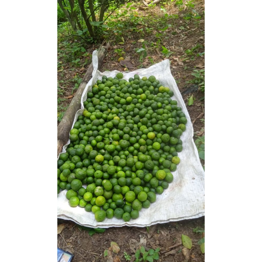 

jeruk limau segarr!!!!