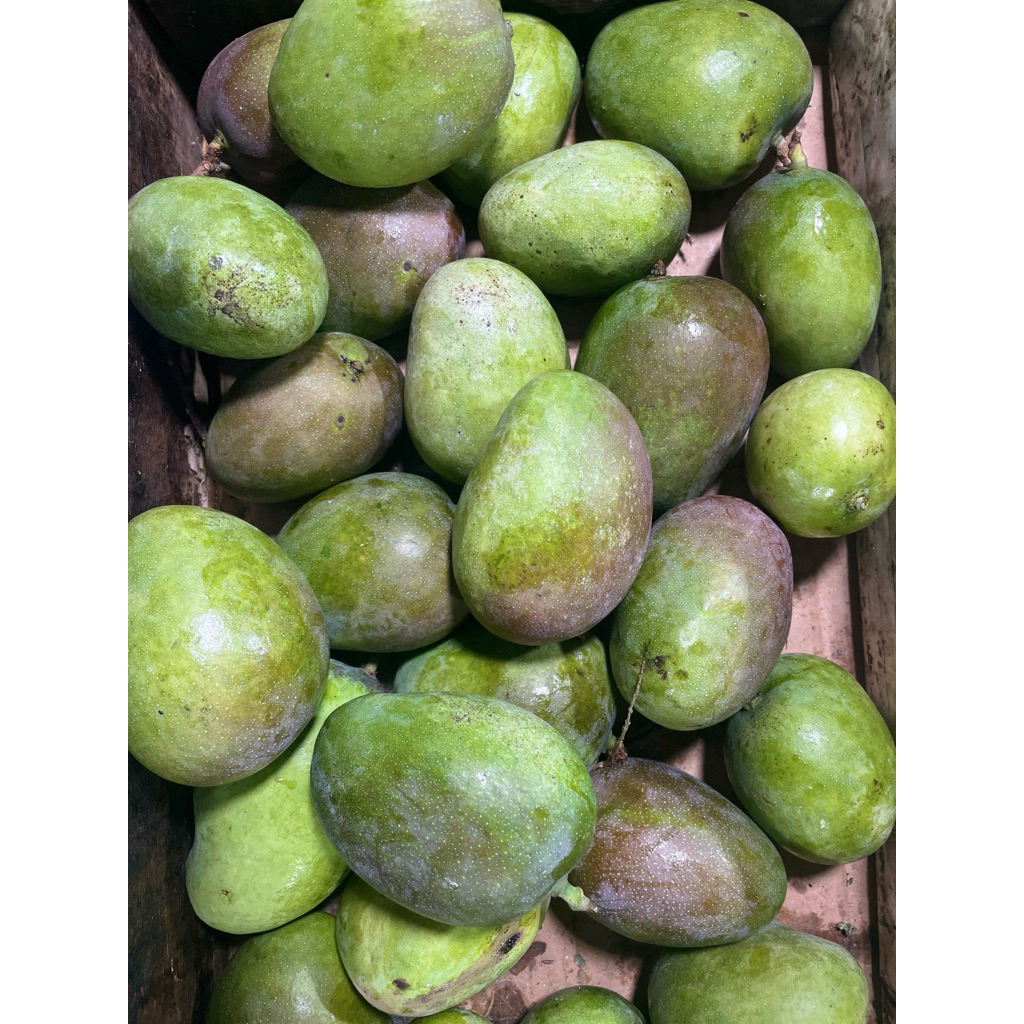 

Mangga Teo seger fresh baru banget dipetik