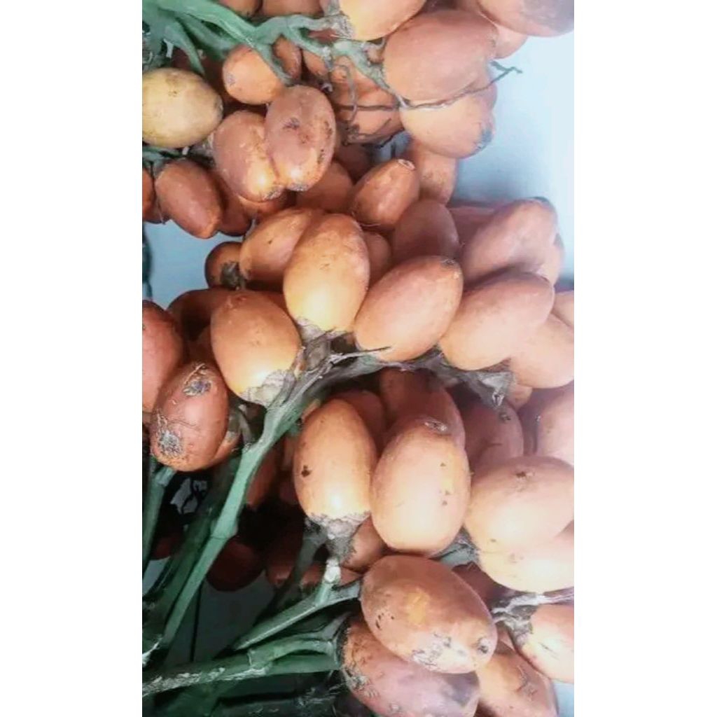 

Termurah 500Gram Buah Pinang Tua Matang Di Pohon