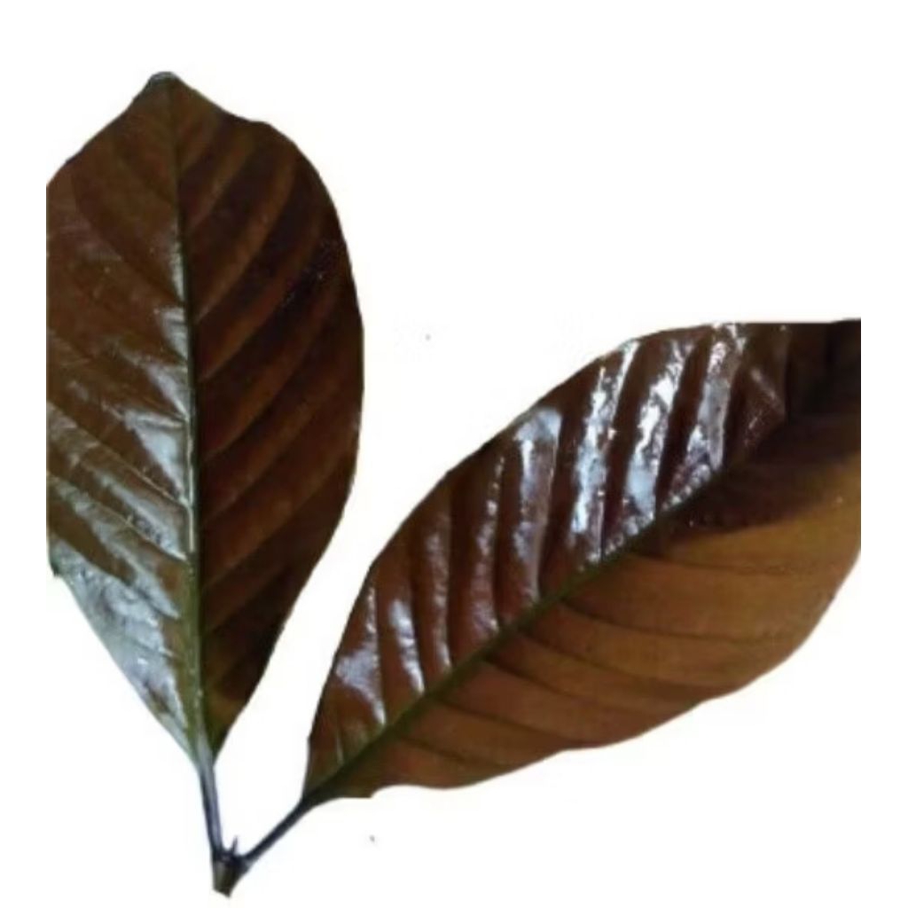 

| BEST SELLER Readyy daun wungu ungu / handelem 100gram . |