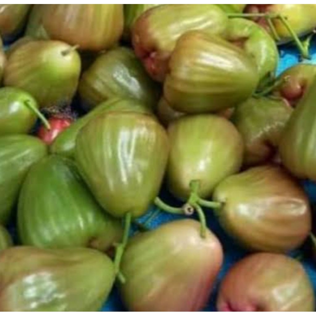 

JAMBU CITRA HIJAU MANIS ( 1 KG) PILIHAN SPESIAL