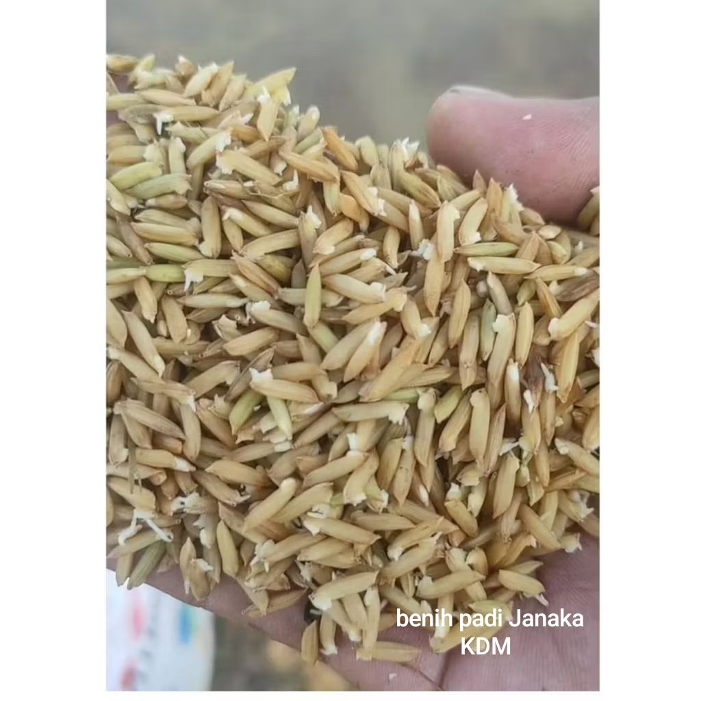 

BENIH PADI JANAKA 5kg SUPER GENJAH
