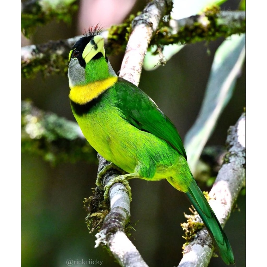 telur fertil burung takur Lahora jaminan Asli