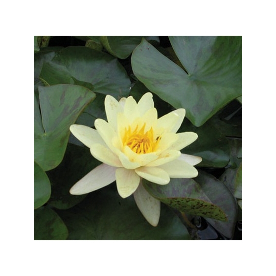 Benih Tanaman Hias Air Teratai Chromatella