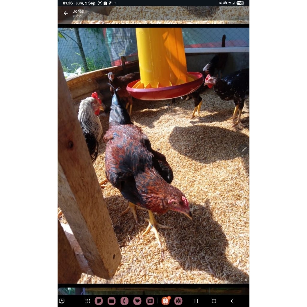 Ayam Kampung KUB 2 Calon Indukan Super Premium daging protein tinggi