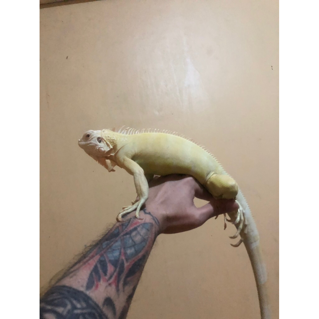Iguana albino