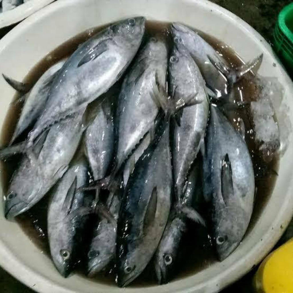 

KIRIM INSTAN IKAN TONGKOL ABU / IKAN TONGKOL ABU SEGAR SIAP KIRIM / IKAN TONGKOL MURAH / IKAN TONGKOL ABU MURAH / TOKO SAYUR ONLINE BEKASI