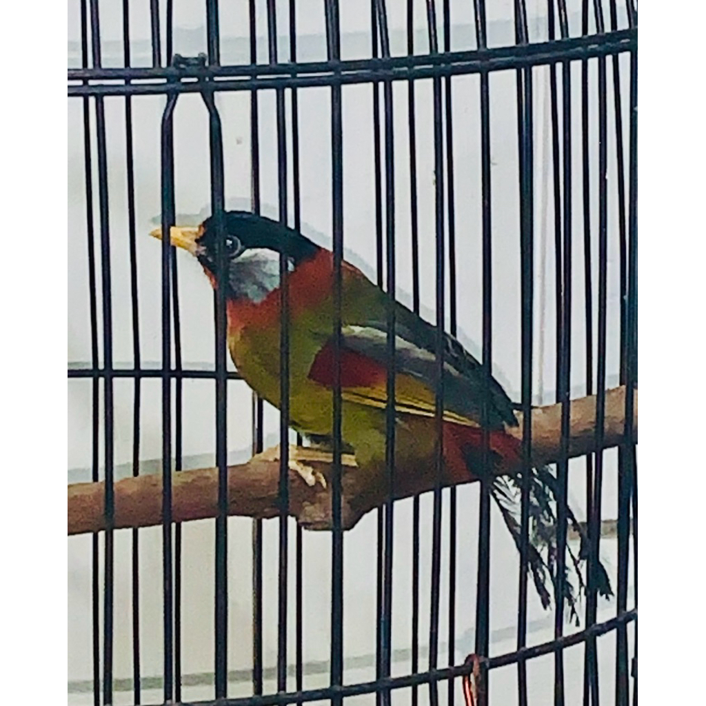 BURUNG PANCAWARNA LOKAL JANTAN