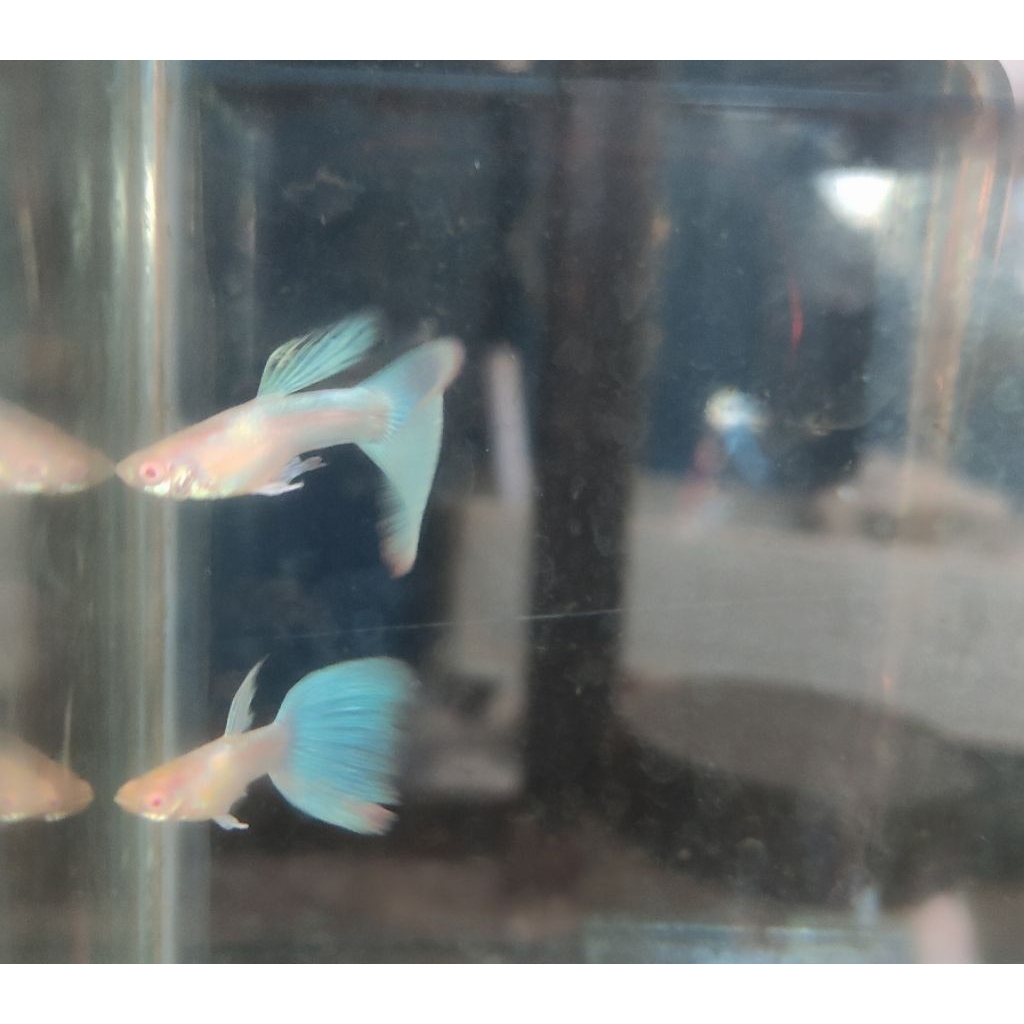 HIASAN AQUARIUM GUPPY SKY BLUE ALBINO