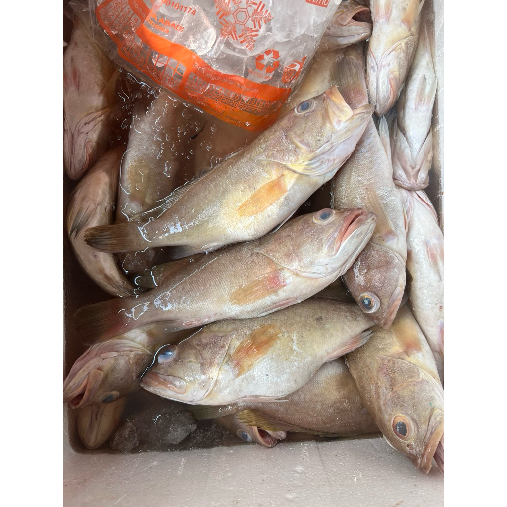 

IKAN KERAPU 1KG FRESH / FROZEN