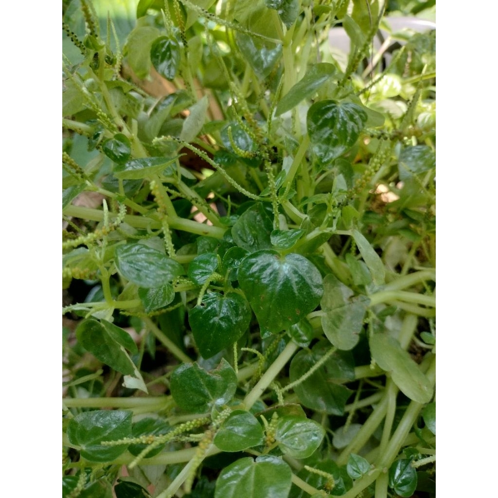 

Daun sirih cina atou daun rempah ketumpang air /400grm