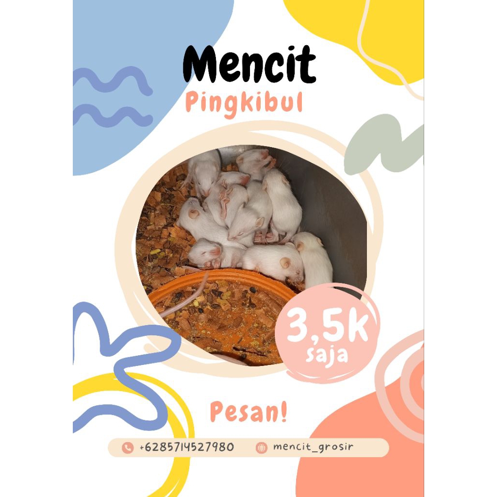 pingkibull mencit (tikus putih)