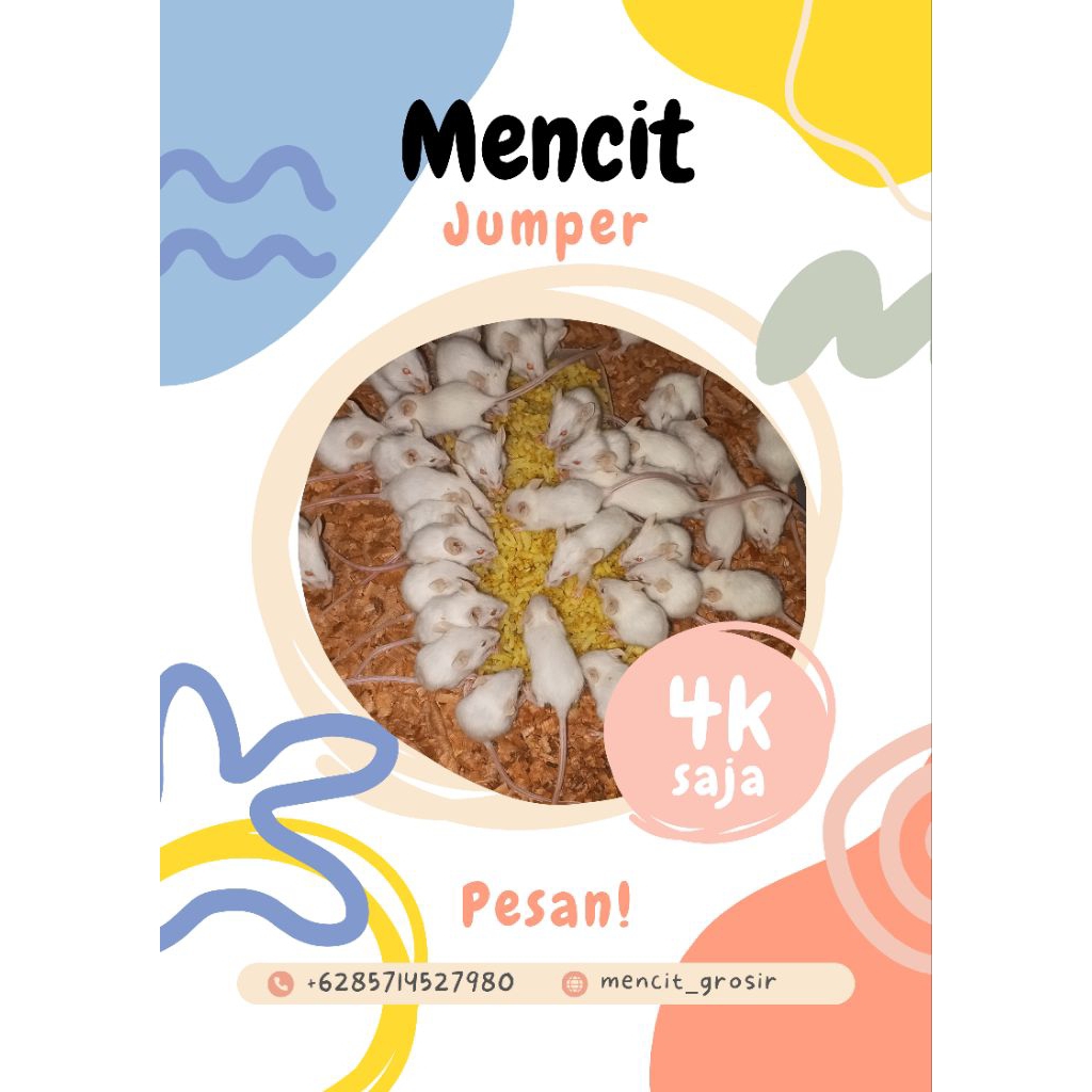 mencit jumper