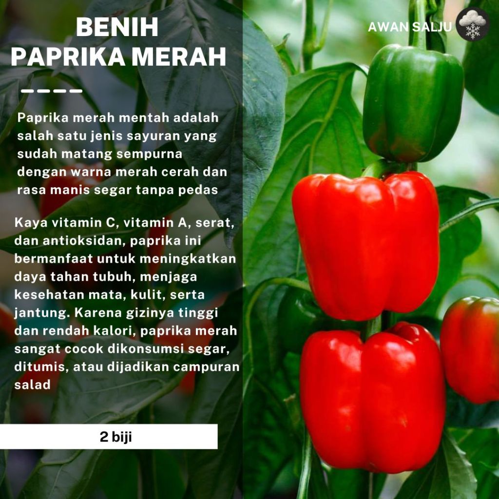 Benih Paprika Merah F1 Red Star Bibit Paprika Merah F1 Red Star Benih Sayuran Berkualitas