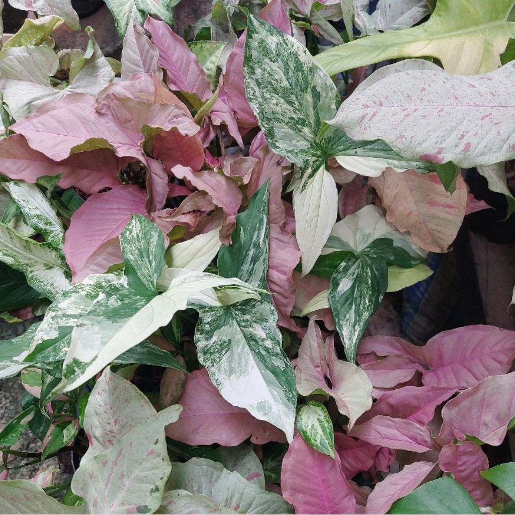 Aneka Tanaman Hias Syngonium Singonium Pink Robusta Milk Confetti Redspot Tricolor Pink Salmon