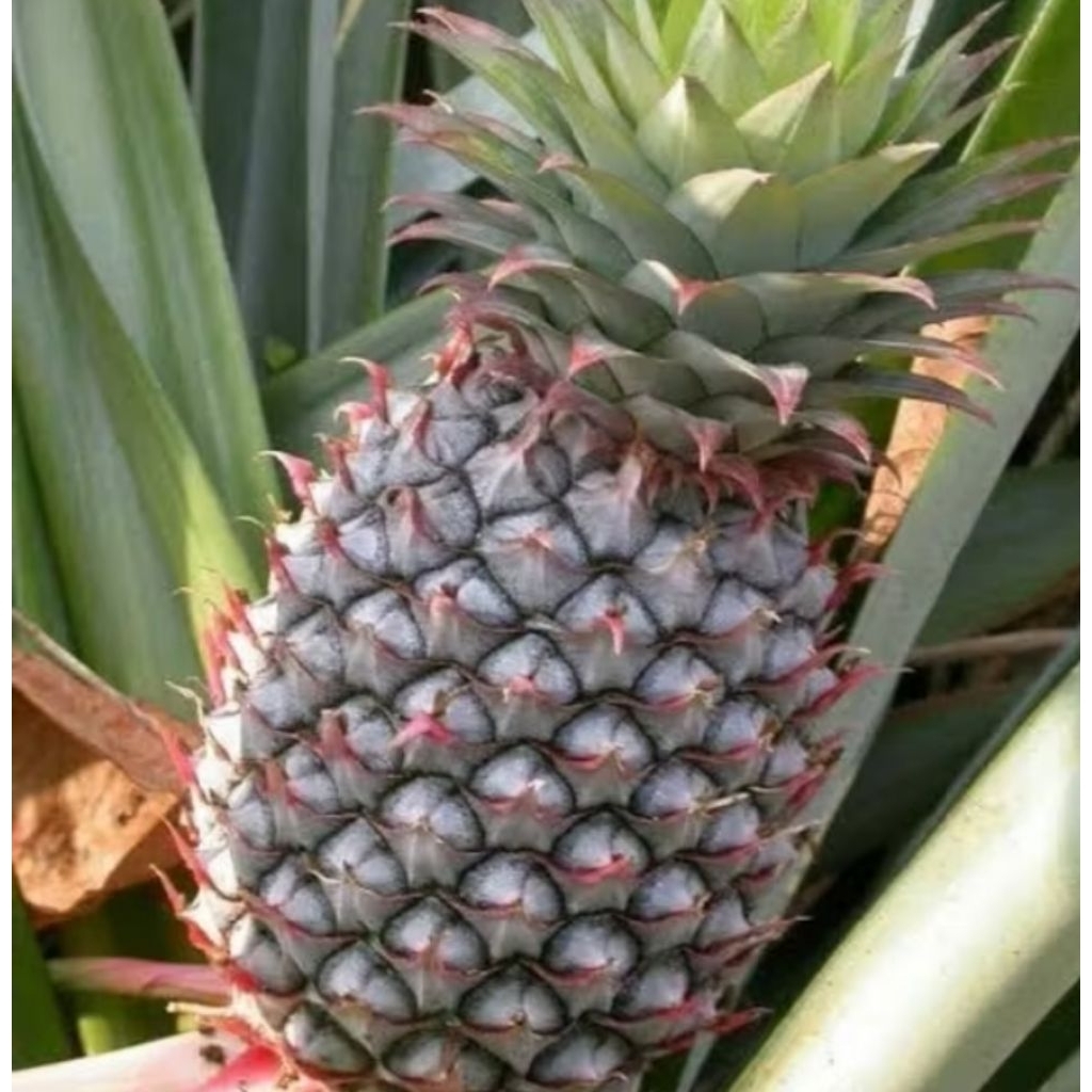 

nanas muda asli 100% fresh/ nanas herbal