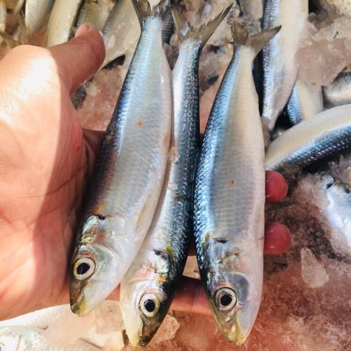 

Ikan Sarden fresh Frozen 500 gram