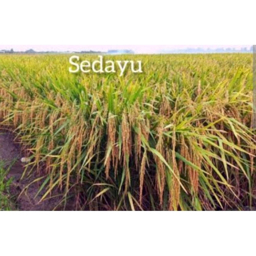 Benih Padi Sedayu Berkualitas Unggul 1kg
