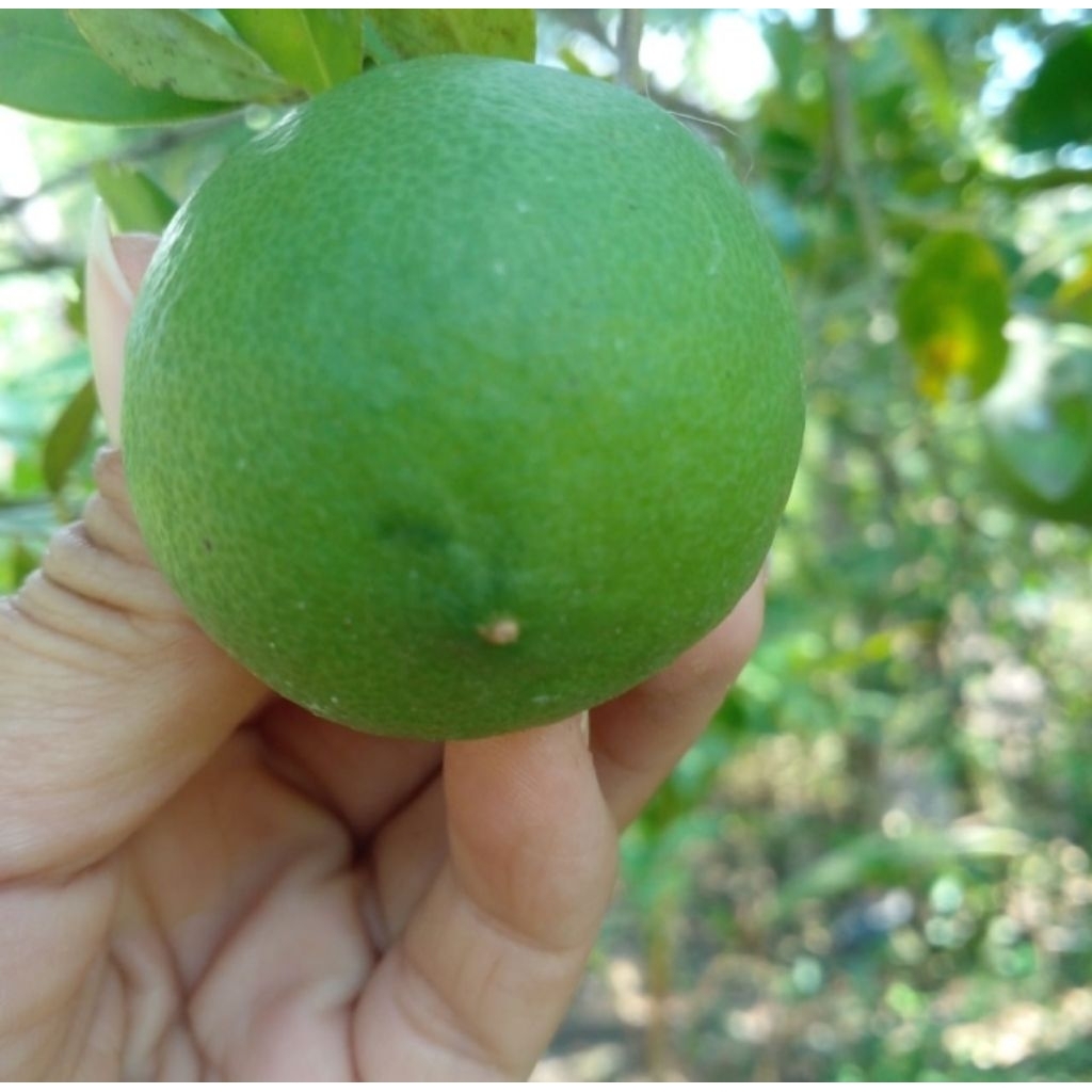 

jeruk nipis berat 1 kg