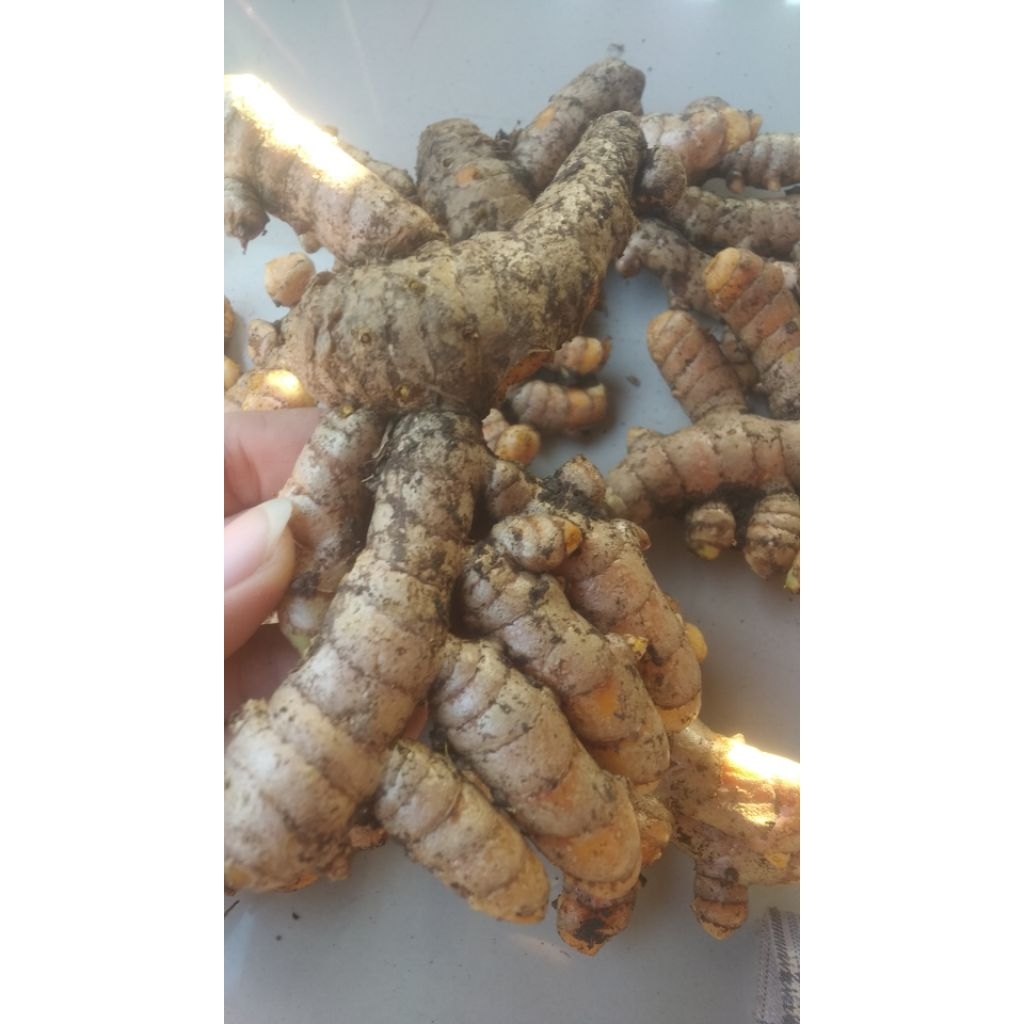 

kunyit /kunir segar berat 1kg