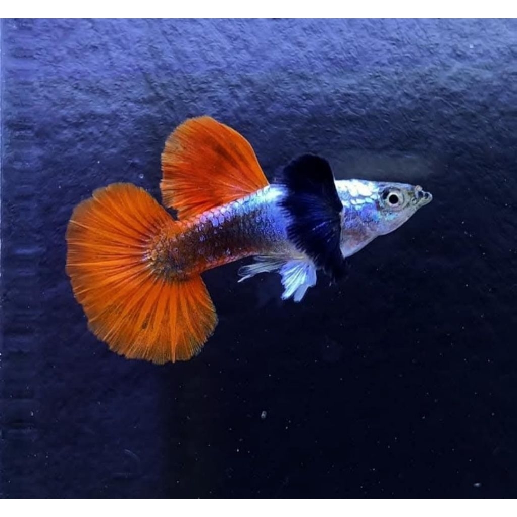 HIASAN AQUARIUM GUPPY PRTDE DEWASA PASANGAN