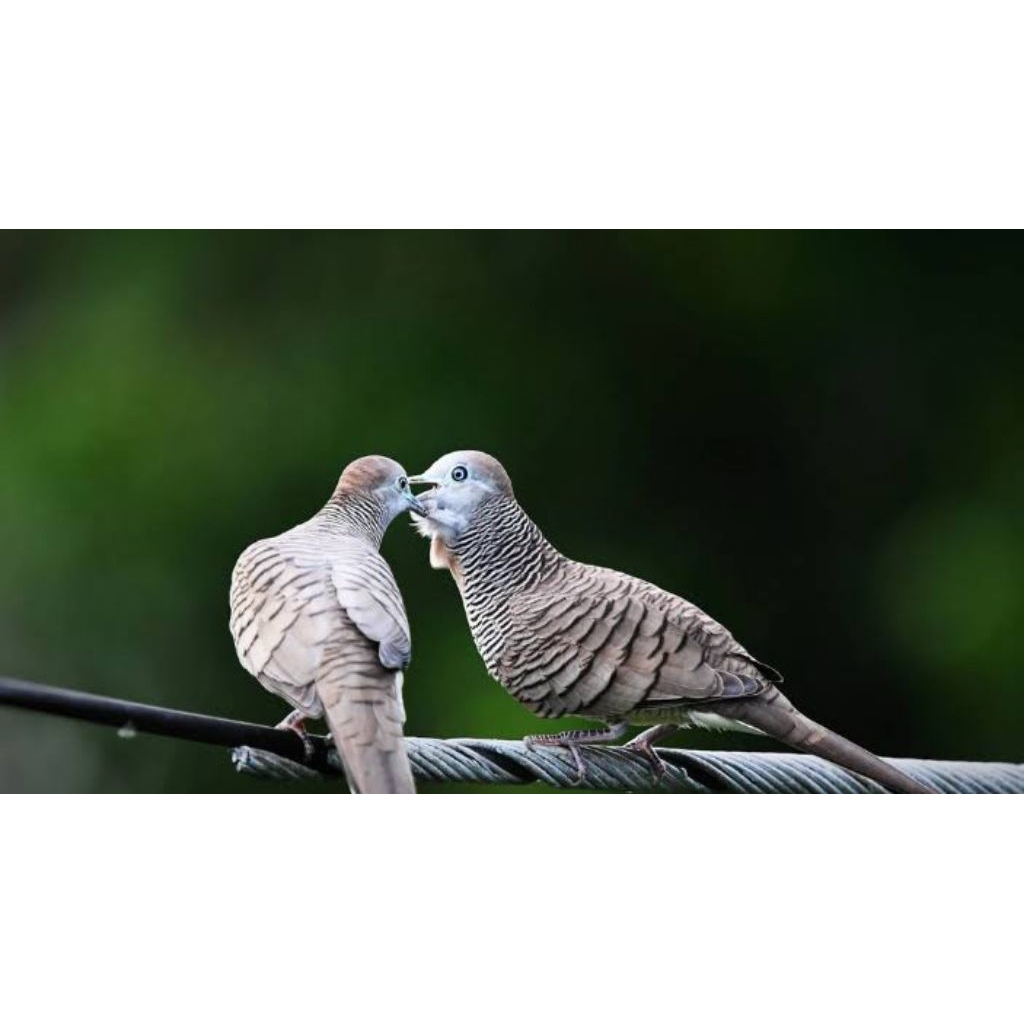 Perkutut Sepasang Jantan Lokal X Betina Bangkok