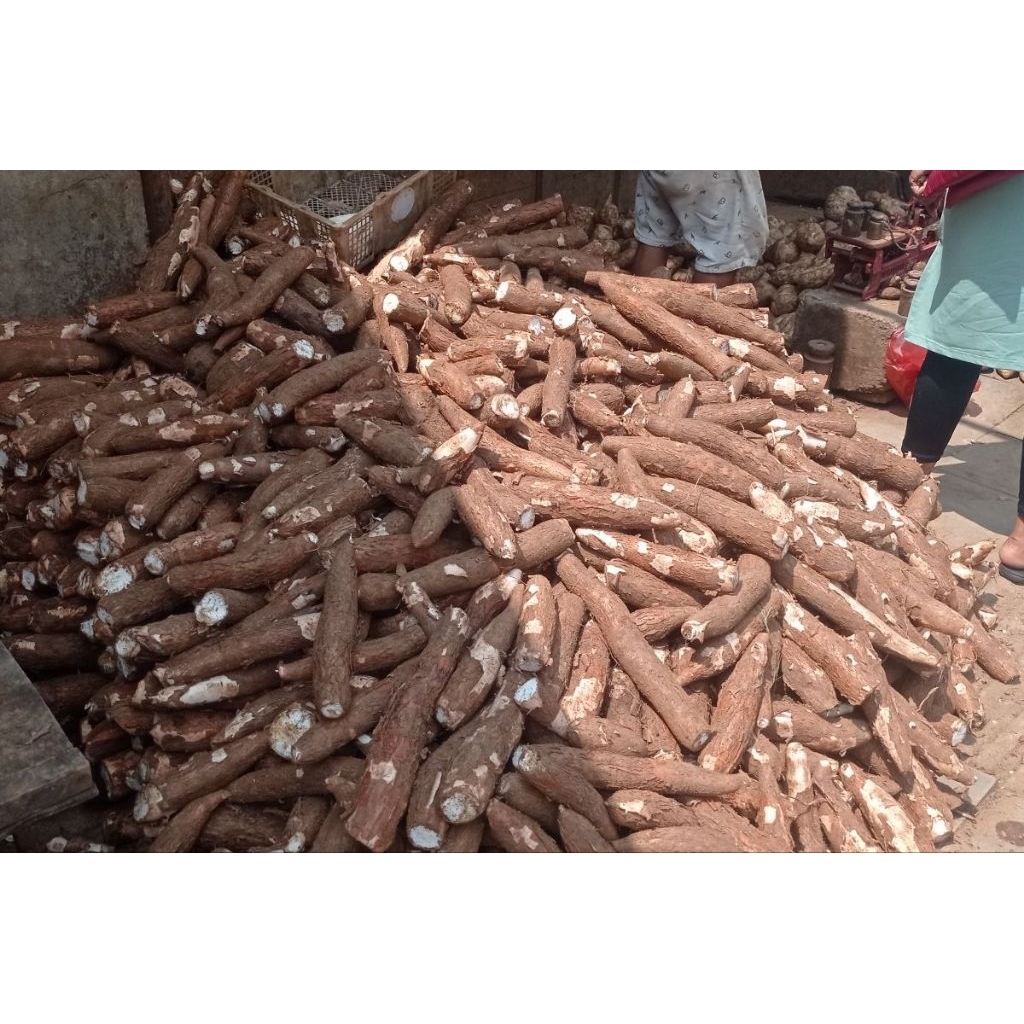 

UMBI_SINGKONG_MENTAH_1KG