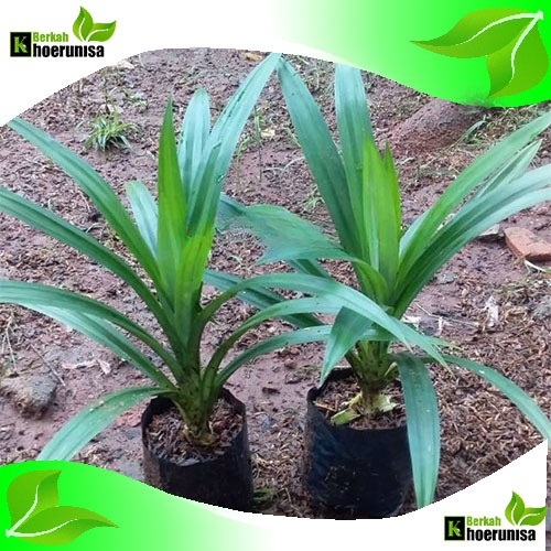 Bibit Pandan Wangi Berakar Hidup | Pandan Harum Segar | Siap Tanam di Pot & Tanah