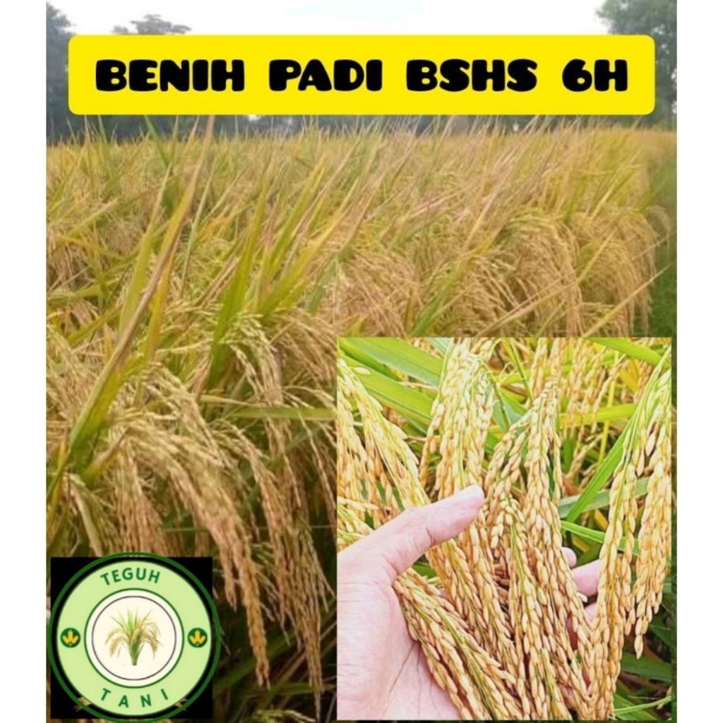 BENIH PADI BSHS 6H BERKUALITAS 1KG