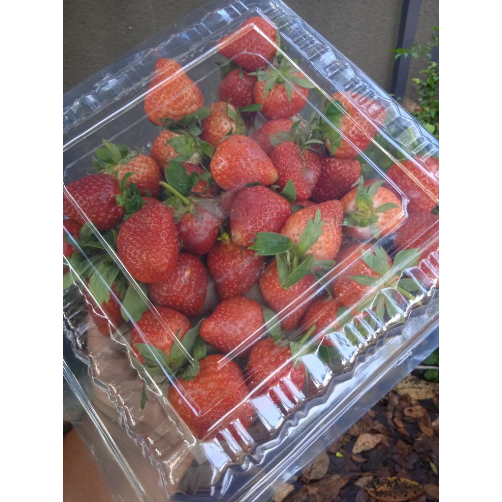 

stroberi segar jumbo