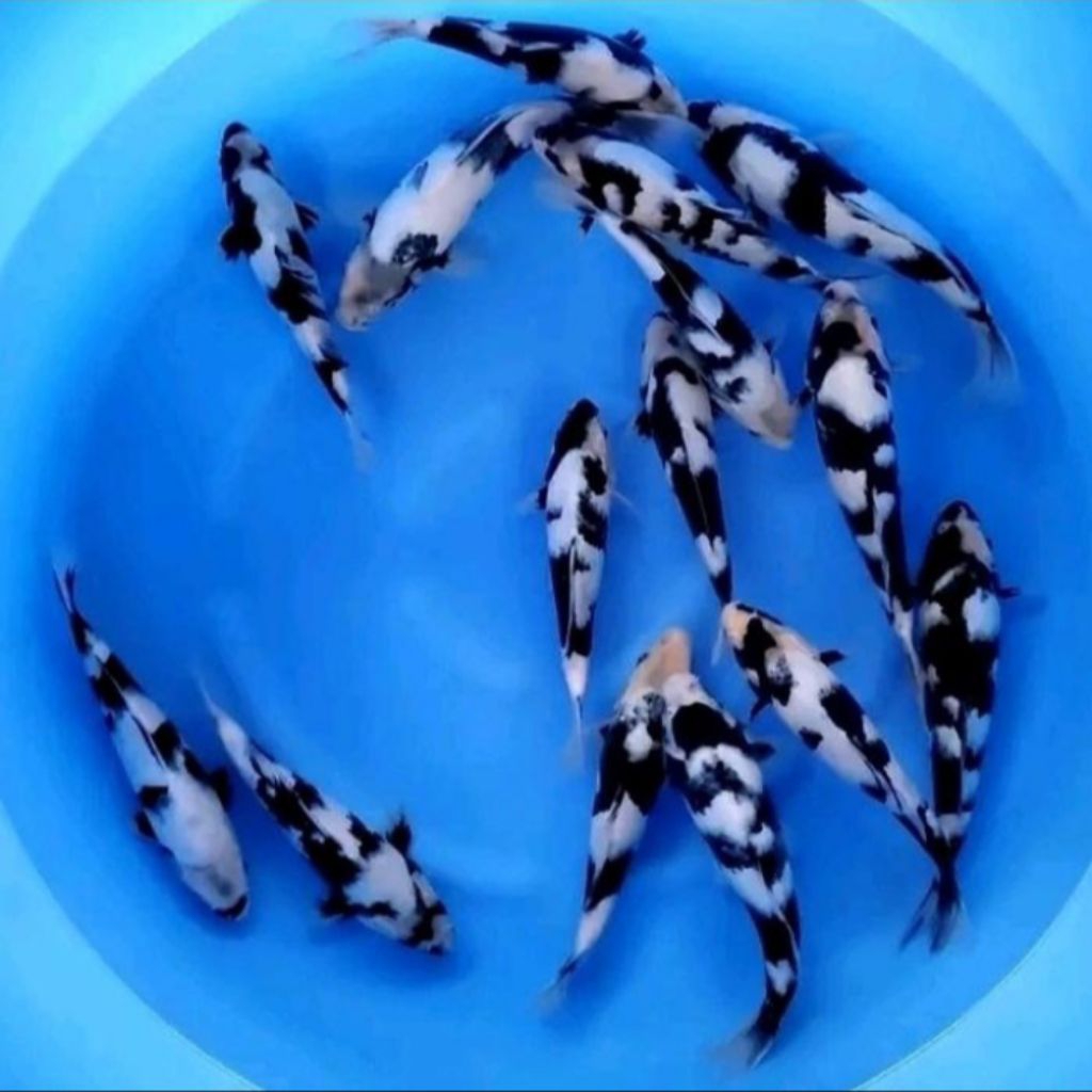 Ikan Koi Shiro Size 18-22 CM