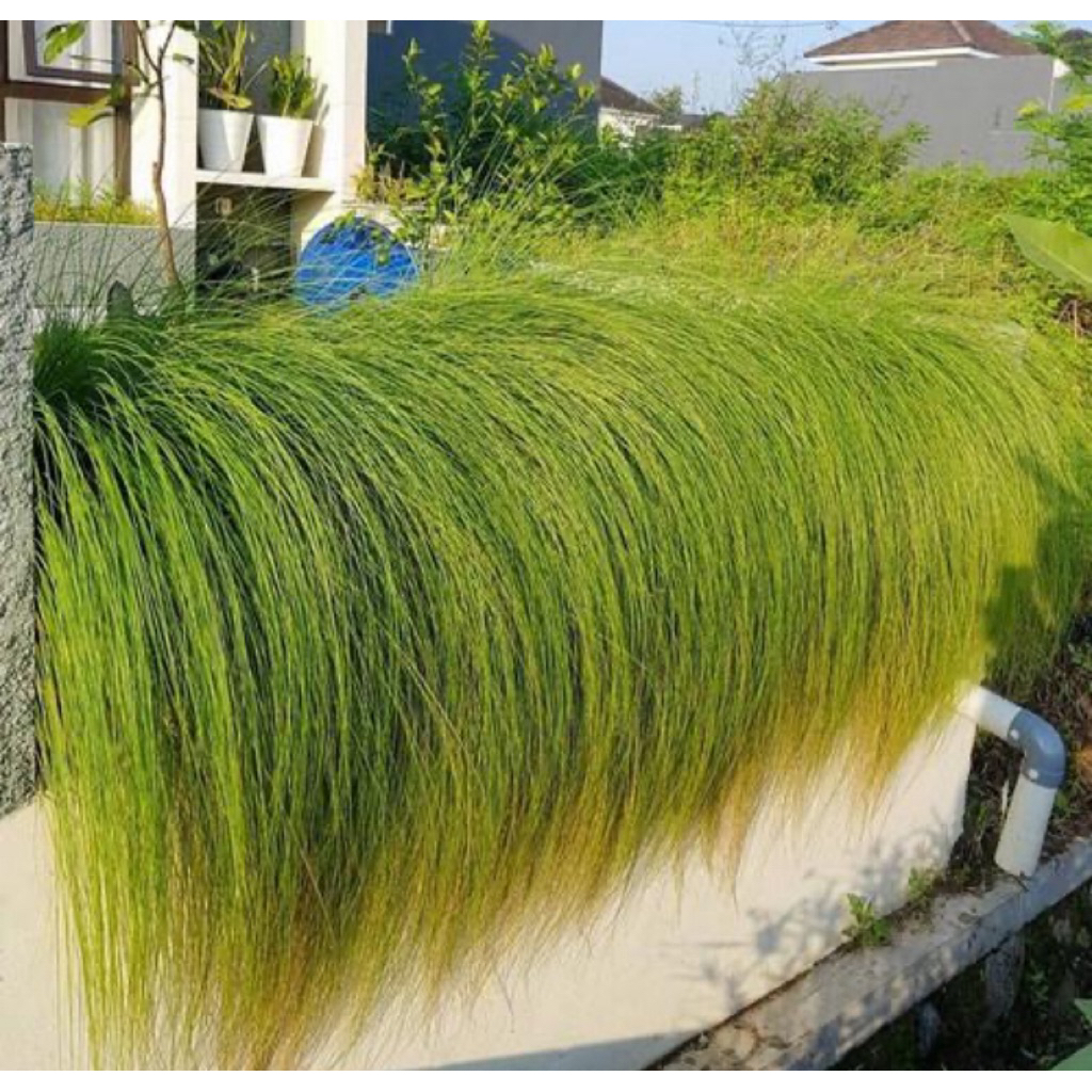 Tanaman ilalang Ekor Kuda - Tanaman Ekor Kuda