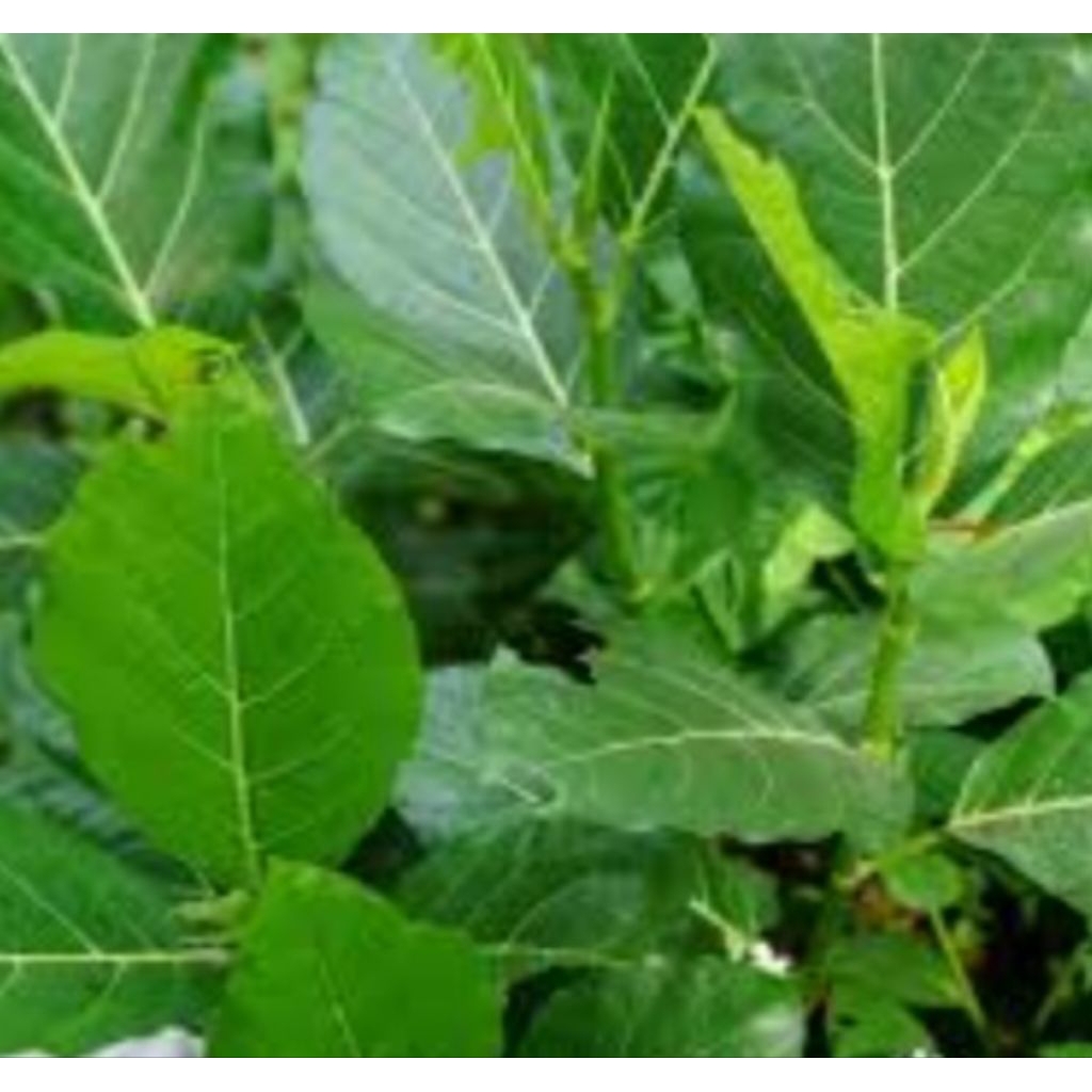 

Jual daun awar awar ataw nama lain daun kuciat per 30 lembar