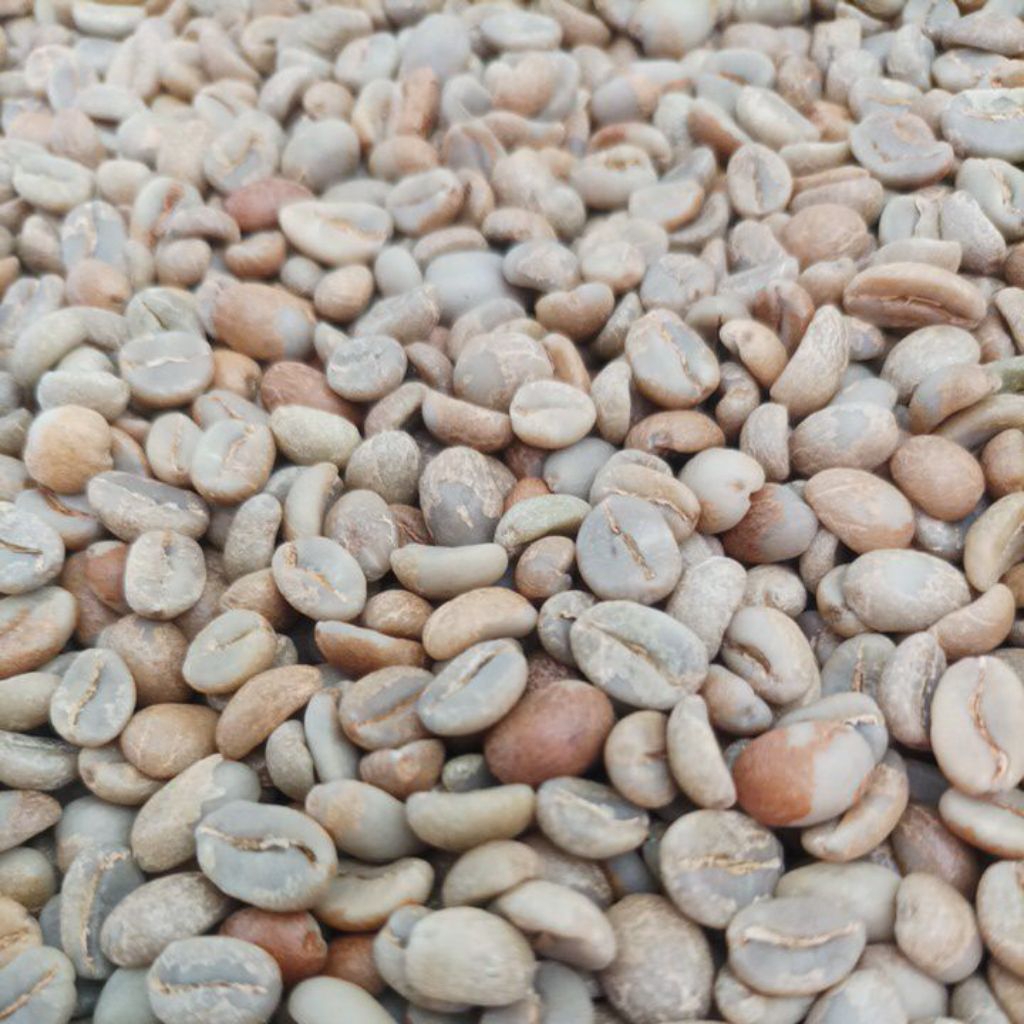 

Biji Kopi Arabica Arabika Green Bean Mentah Malabar Natural Classic Process Specialty Grade