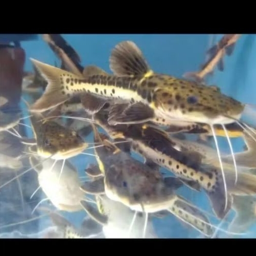 LEOPARD CATFISH UKURAN 14-16 CM