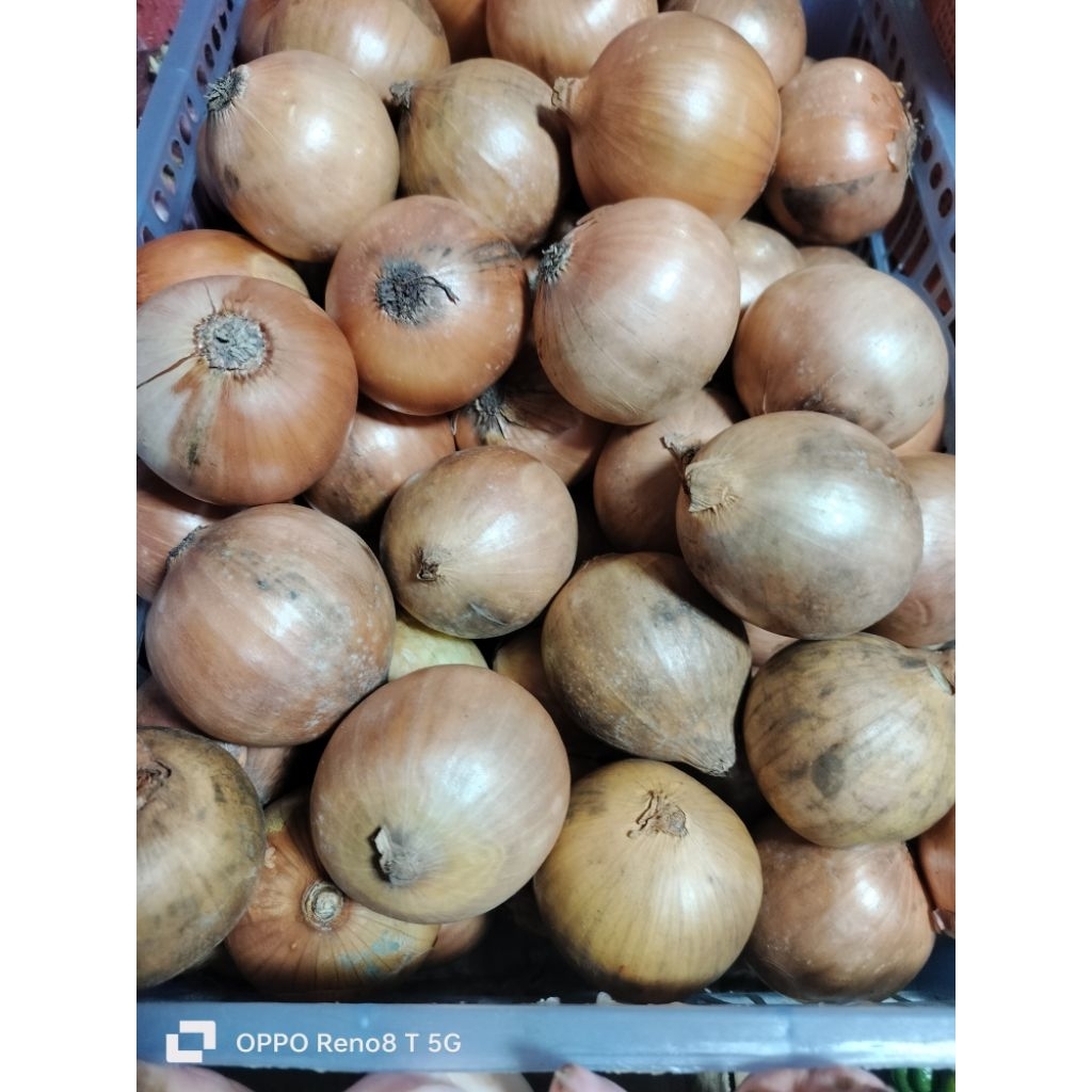 

bawang bombay 250 grm