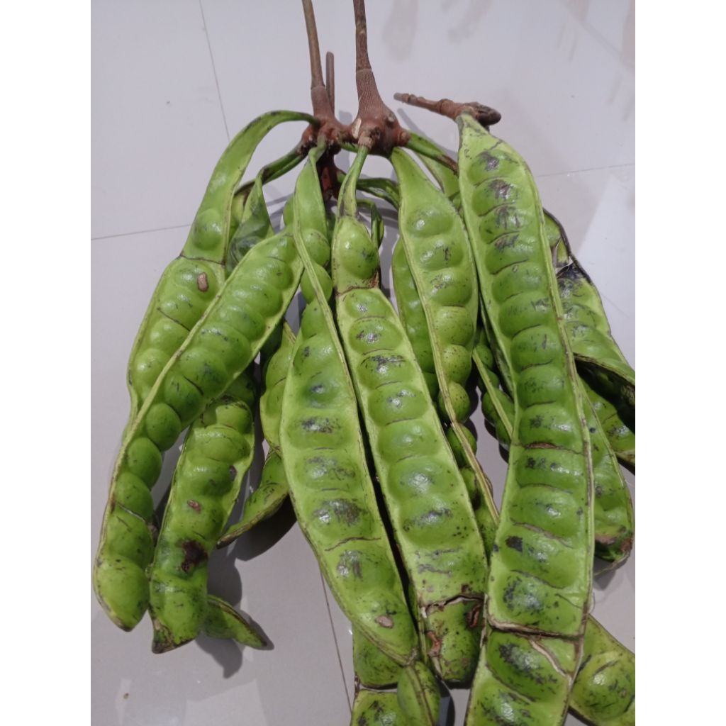 

pete tua super masih fresh 15papan