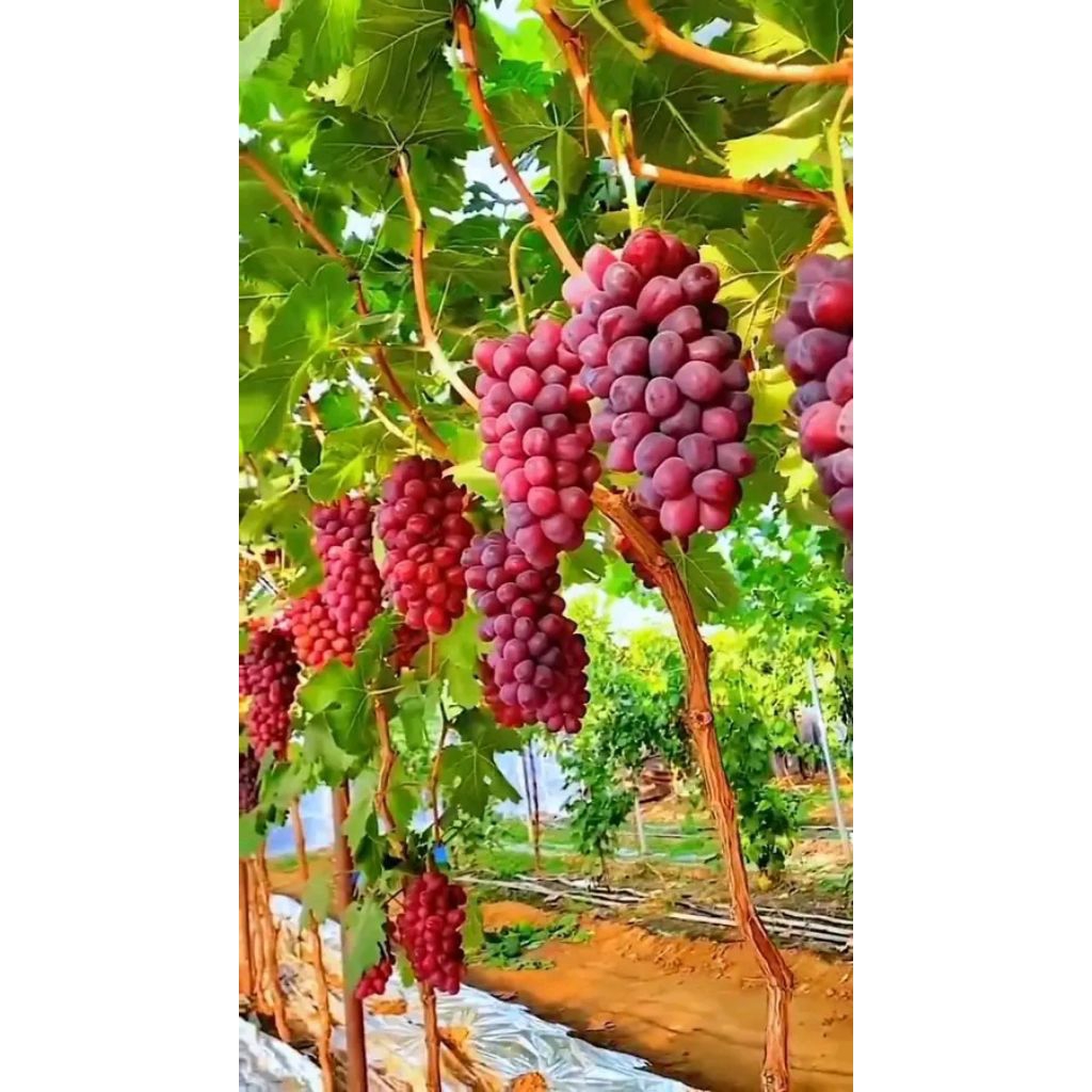 

BIBIT anggur import varian RED shine Muscat
