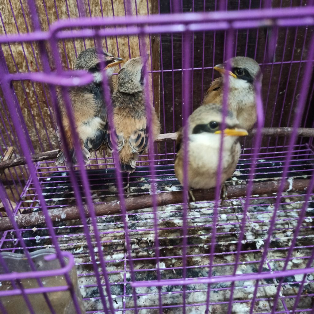 Burung Pentet Jatim Anakan lolohan pilihn Terbaik